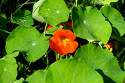 IMG_7003.jpg.tn.jpg