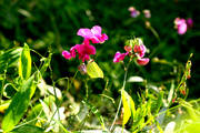 IMG_7014.jpg.tn.jpg